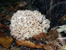 Спарассис курчавый 001